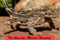 9 sinh vật có hình thù kỳ lạ nhất trong tự nhiên