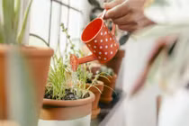 6 mẹo nhỏ giúp phục hồi cây cảnh sắp chết