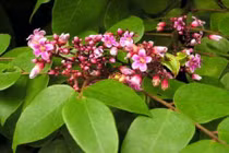 Mẹo trị mề đay bằng lá khế thần kỳ