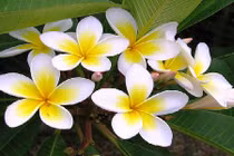 Công dụng chữa bệnh thần kỳ của hoa sứ trắng