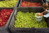 Ngưỡng mộ cách thu hoạch táo của người Mỹ