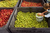 Ngưỡng mộ cách thu hoạch táo của người Mỹ