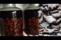 Video: 4 căn bệnh kinh niên sẽ khỏi dứt điểm chỉ với hũ rượu hạt gấc