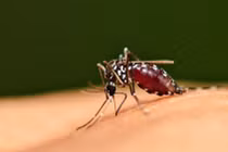 Điều gì sẽ xảy ra nếu chúng ta giết sạch muỗi trên hành tinh này?