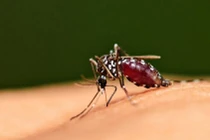 Điều gì sẽ xảy ra nếu chúng ta giết sạch muỗi trên hành tinh này?
