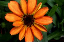 Loài hoa đầu tiên được trồng trong không gian đã đơm bông