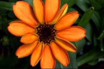 Loài hoa đầu tiên được trồng trong không gian đã đơm bông