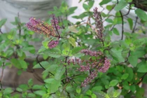 Khả năng chữa bách bệnh từ “thần dược” hương nhu