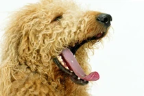 Mẹo hay giúp tránh dị ứng với lông động vật