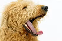 Mẹo hay giúp tránh dị ứng với lông động vật