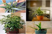 6 cây cảnh hút khí độc cực tốt nên trồng trong nhà