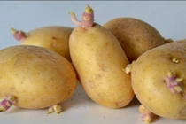 Những thực phẩm có thể giết chết bạn nếu không biết cách ăn