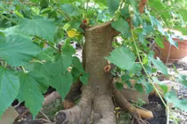 Video: Nếu trước cửa nhà có cây này, hãy chặt ngay còn kịp