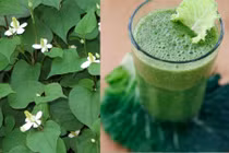 Video: Với một nắm lá diếp cá, trẻ sơ sinh ho nặng mấy cũng khỏi