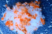 Cận cảnh thuốc hòa tan trong cơ thể con người