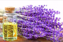Công dụng tuyệt vời của tinh dầu hoa oải hương