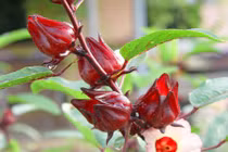 Công dụng không thể coi thường của hoa bụp giấm 