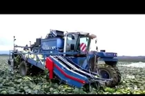 Choáng ngợp trước máy thu hoạch bắp cải ở nước người ta