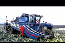 Choáng ngợp trước máy thu hoạch bắp cải ở nước người ta