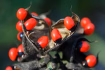 10 loài cây cực độc gây chết người nên tránh xa