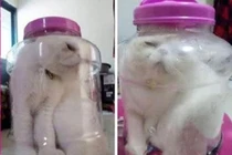 Nữ sinh đi tù... vì nhốt mèo trong lọ