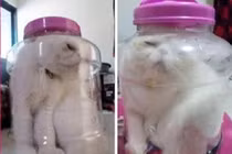 Nữ sinh đi tù... vì nhốt mèo trong lọ