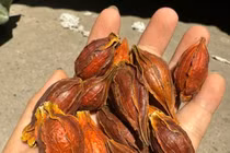 Loại quả mọc dại bất ngờ được bán với giá 300 nghìn đồng/kg