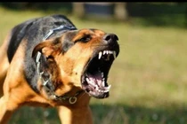 Đi tập thể dục buổi sáng, 11 người bị chó dại cắn