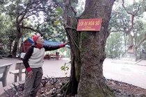 Ngạc nhiên quần thể lim cổ thụ như báu vật ở Hải Dương