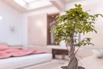 Phong thủy: Đặt cây cảnh trong nhà thế này, tiền trôi vào túi