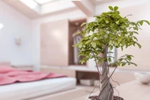 Phong thủy: Đặt cây cảnh trong nhà thế này, tiền trôi vào túi