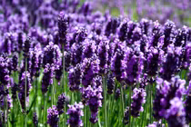 Huyền bí "bùa yêu" khiến nữ hoàng Cleopatra mê mẩn 