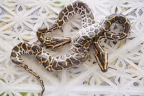 Kỳ lạ trăn 2 đầu ở miền Tây, đại gia trả "núi tiền" cũng không bán 