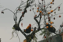 Khung cảnh “xứ sở sương mù” Sa Pa nhìn là muốn xách balo đi