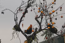 Khung cảnh “xứ sở sương mù” Sa Pa nhìn là muốn xách balo đi