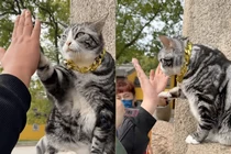 Chú mèo “siêu sao” Trung Quốc: Netizen đổ xô đến để được high-five