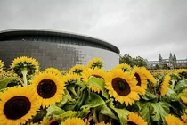 Mê mẩn vườn hoa trước bảo tàng Van Gogh, khách được ngắt hoa về