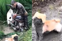 Chàng trai chở cún đi dạo, kết quả cả thân tắm bùn