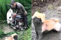 Chàng trai chở cún đi dạo, kết quả cả thân tắm bùn