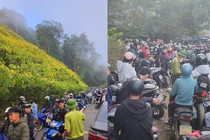 Dòng người đổ về săn hoa dã quỳ, Ba Vì “thất thủ“