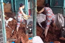 Rùng mình trước hình ảnh làm món khoái khẩu của nhiều chị em