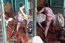 Rùng mình trước hình ảnh làm món khoái khẩu của nhiều chị em