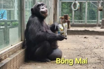 Những “nghệ danh” độc lạ của các loài vật ở Thảo Cầm Viên