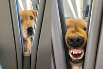 Cô gái nói không nên lời với “bạn đường” trên chuyến xe về quê