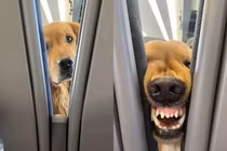 Cô gái nói không nên lời với “bạn đường” trên chuyến xe về quê