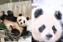 Hàng nghìn người ngắm khoảnh khắc “mỹ nữ” gấu Aibao đón tuyết đầu mùa