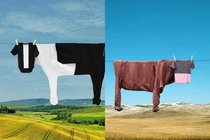 Khi nhiếp ảnh gia đi phơi đồ và cái kết