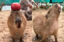 Cận cảnh “4 tân binh khủng long” của Thảo cầm viên Sài Gòn