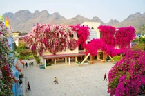 Ngôi trường mầm non đẹp như tranh vẽ với dàn hoa giấy khổng lồ