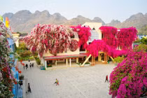 Ngôi trường mầm non đẹp như tranh vẽ với dàn hoa giấy khổng lồ